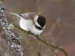 Carbonero sibilino © Иван Иванов