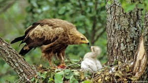 Aguila pomerana aves raras en Europa