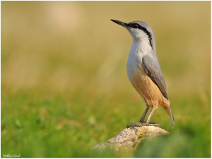 rock Nuthatch sitta neumayer