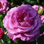 Rosa Damascena