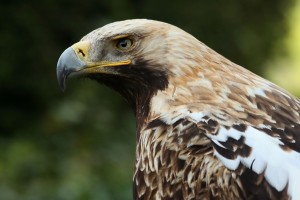 Aguila Imperial oriental aves raras en Europa