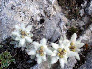 edelweiss pirin