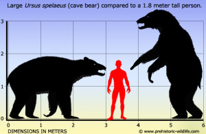 人間の洞窟のクマの比較