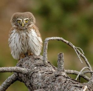 Glaucidium passerinum mochuelo chico aves raras en Europa