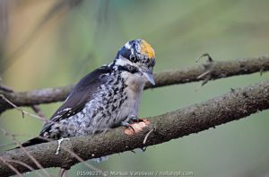 Glaucidium passerinum mochuelo chico