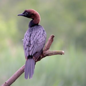 Cormorán pigmeo aves raras en Europa